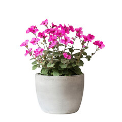 Fototapeta premium A vibrant pink flower pot with lush green leaves, ideal for home decor or gardening.