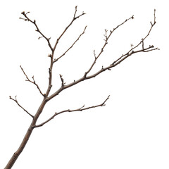 Dry tree branch with small buds ideal for nature, plant design, and botanical illustrations, Cutout, Isolated on White Background