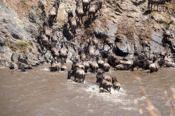 The great migration from serengeti to masai mara national park, kenya, africa. Every year thousands of wildebeest and zebra cross from Tanzania to Kenya