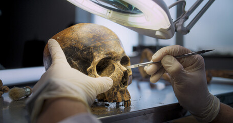 Close up shot of archaeologist in gloves cleaning skull of ancient human under lamp using...
