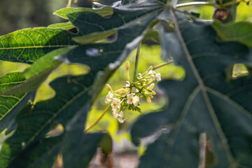 Papaya tree