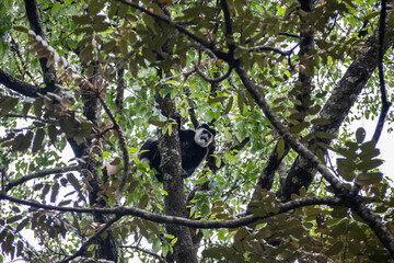 Male white and black colobus watching us on a tree in the tropical rainforest of Kakamega in Kenya, Africa. Big primates of africa