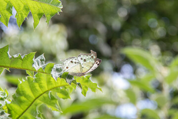 mother-of-pearls Butterfly on the tropical rainforest of Kakamega, Kenya, Africa