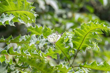 mother-of-pearls Butterfly on the tropical rainforest of Kakamega, Kenya, Africa