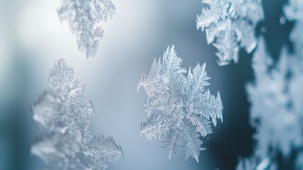 Close-up of intricate snowflakes against a soft blue background.