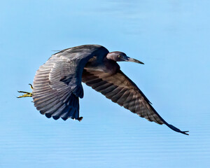 Little Blue Heron Catching Reflected Light