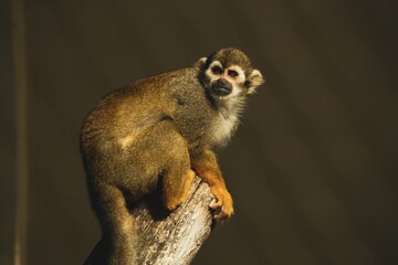 portrait of a squirrel monkey (Saimirinae)