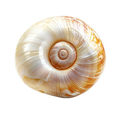 Pearl snail seashell isolated on transparent or white background