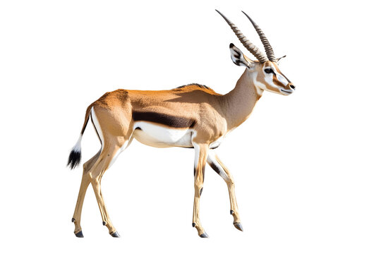 impala antelope isolated on transparent background
