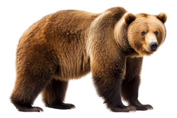 brown bear isolated on transparent background