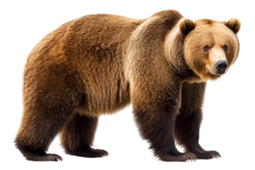 Fotobehang Beer brown bear isolated on transparent background  © enter