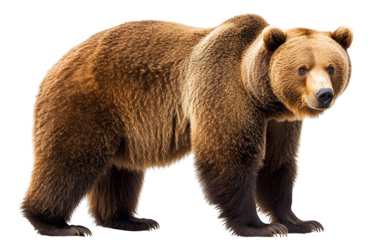brown bear isolated on transparent background