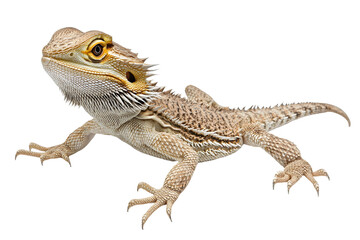 bearded dragon lizard on transparent background