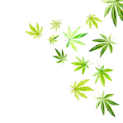 Banner, template with a green triangle of Cannabis indica, Marijuana medicinal plant. Watercolor illustration
