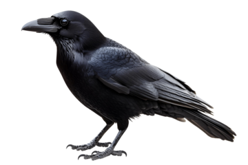 raven on a transparent background