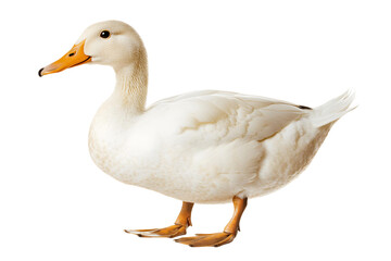 Obraz premium goose isolated on transparent background