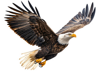portrait of a bald eagle on transparent background