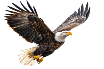 portrait of a bald eagle on transparent background