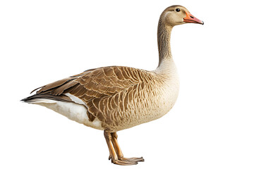 goose isolated on transparent background