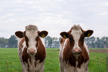 two meat cows in the field