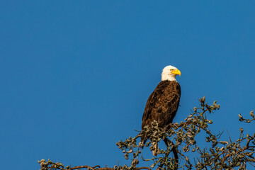 Bald Eagle (Haliaeetus leucocephalus) adult, perched in a Wisconsin dead tree with copy space