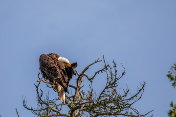 Bald Eagle (Haliaeetus leucocephalus) young adult, perched in a dead tree preening, with copy space