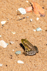 Green Frog (Rana clamitans) sitting on a Wisconsin beach