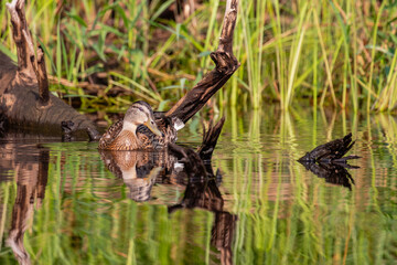 Mallard female (Anas platyrhynchos) in the water next to the shore