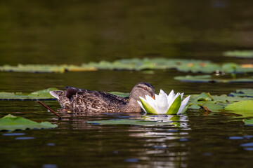 Mallard female (Anas platyrhynchos) swimming next to lily pads with beak in the flower