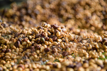 Dried coffee beans on sieve, drying process.