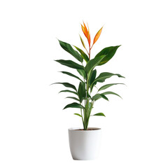 Fototapeta premium A vibrant potted plant with orange flowers, enhancing indoor decor and atmosphere.