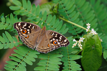 Butetrfly Lemon Pansy standing on a leaf