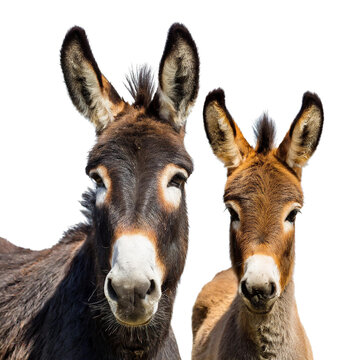 Set aus Esel und Fohlen isoliert auf wei&szlig;en Hintergrund, Freisteller