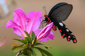 Butterfly the Great Windmill gathering pollen on pink Azalea flowers, Thailand.