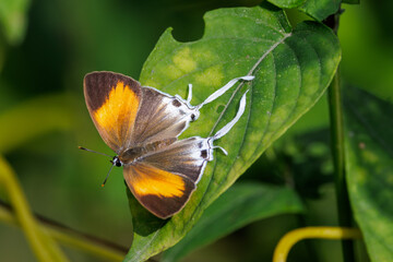 Butterfly the red imperial, standing on a leaf