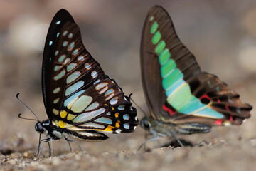Two swallotail butterflies gathering water on wet sand