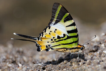 Butterfly five-bar Swordtail standing on the ground