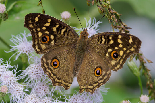 The Lemon Pansy, Junonia lemonias, gathering pollen on flowers, Thailand