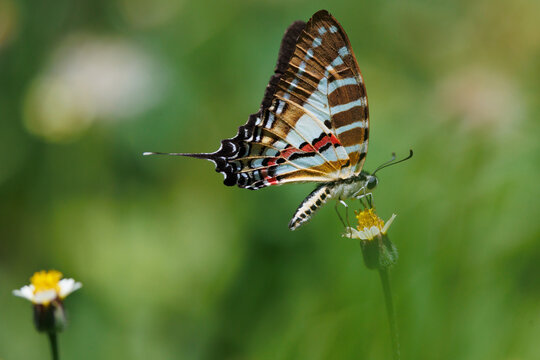 Butterfly Spot Swordtail gathering pollen on flower