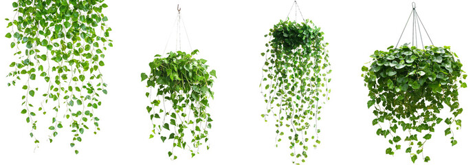 Decorative succulent leaves of the hanging vine plant Dischidia, an indoor houseplant, isolated on transparent background.