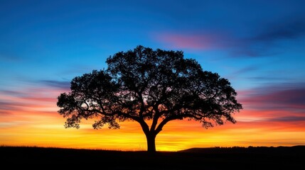 Obraz premium A silhouette of a tree against a vibrant sunset sky.