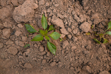 The process of planting pepper seedlings in the garden. Spring work in the garden. High quality 4k footage