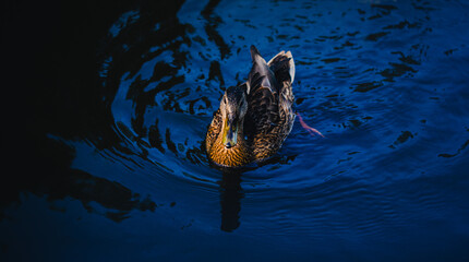 Obraz premium A beautiful, wild brown duck is swimming in the clear blue waters of the sea, part of the fauna that inhabits the reservoir.