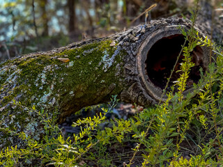 Hollow log covered in green moos with ferns