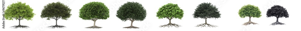 Poster a 3d tree with roots isolated on a transparent or white background