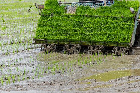 Farmers asian use transplant rice seedlings machine in the paddy field.