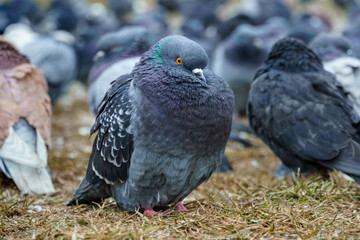 a flock of pigeons in the city on the lawn, in late autumn