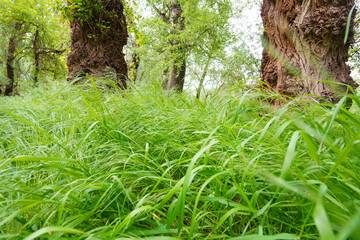 beautiful spring landscape, green grass against the background of trees in the forest