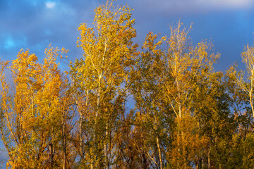 Fototapeta premium beautiful autumn landscape, trees with yellow leaves against the sunset sky