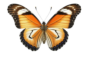 Fototapeta premium Single flying plain tiger butterfly, centered, full body, isolated on a white background, ultra-realistic, high-quality stock photo, dramatic lighting, ultra-clear
